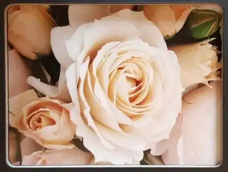 Baptème-de-la-rose-Princesse-Astrid-de-BelgiqueR-2018-JAF-info-Jardinerie-Animalerie-Fleuriste 1