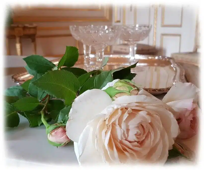 Rose Princesse Astrid de Belgique – Baptême Royal pour les Roseraies Delbard