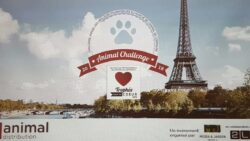 animal challenge