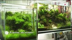 Des aquariums pour plantes !