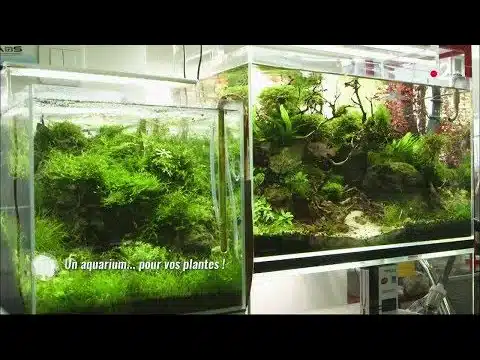 Des aquariums pour plantes !