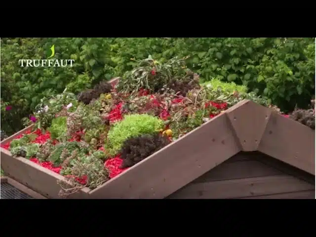 Faire un toit végétalisé soi-même - Jardinerie Truffaut TV