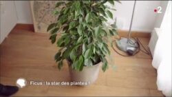 Ficus : la star des plantes !