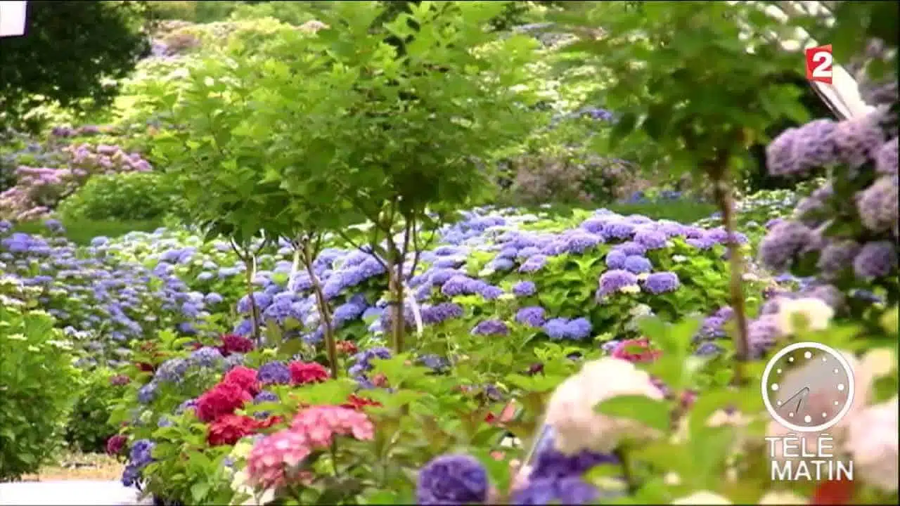Jardin - Des hortensias toute l’année