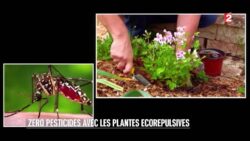 Jardin - Des plantes écorépulsives - 2016/04/30