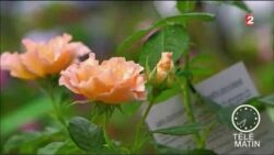 Jardin - Des roses branchées