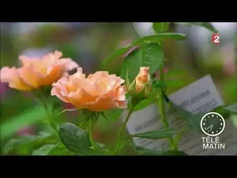 Jardin - Des roses branchées