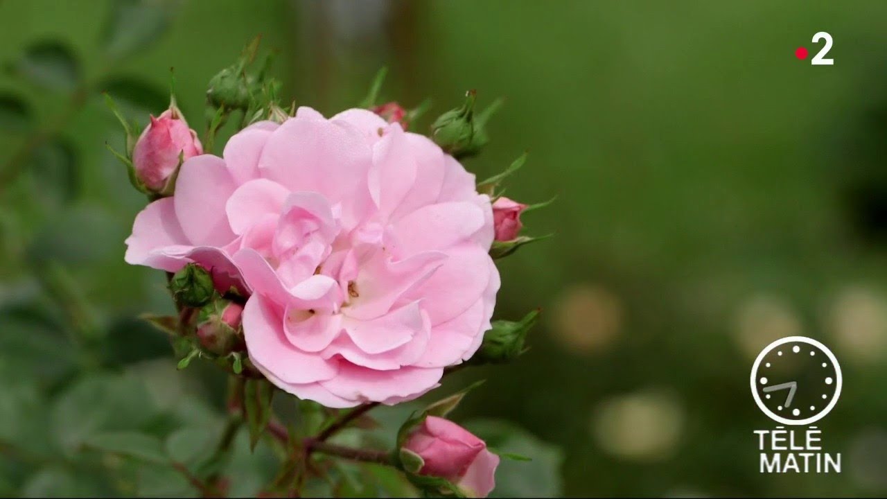 Jardin - Fête de la rose à Chaalis