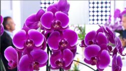 Jardin – Le défilé d’Orchidées