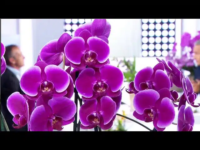 Jardin – Le défilé d’Orchidées
