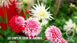 Jardin - Les coups de cœur du jardinier - 2015/11/09