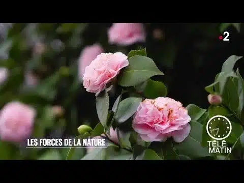 Jardin - Les forces de la nature