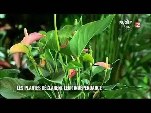 Jardin - Les plantes déclarent leur indépendance