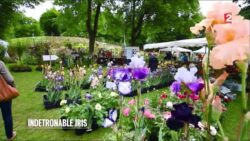 Jardin - L’iris, une valeur sûre - 2015/05/21