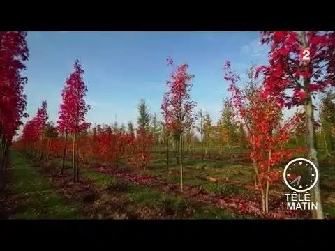 Jardin : Planter un arbre XXL