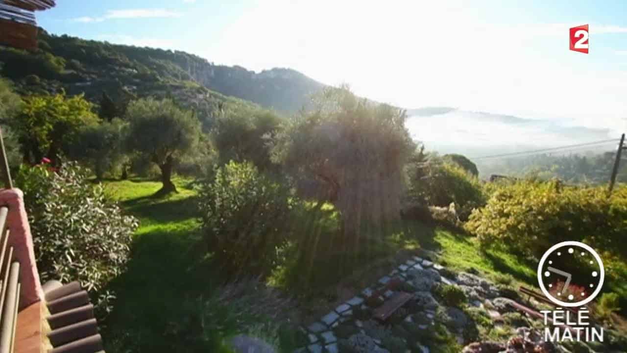 Jardin-Un olivier dans son jardin