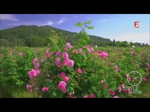 Jardin - Un parfum de rose de mai