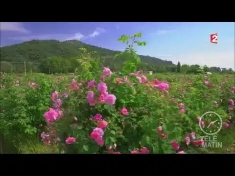 Jardin - Un parfum de rose de mai