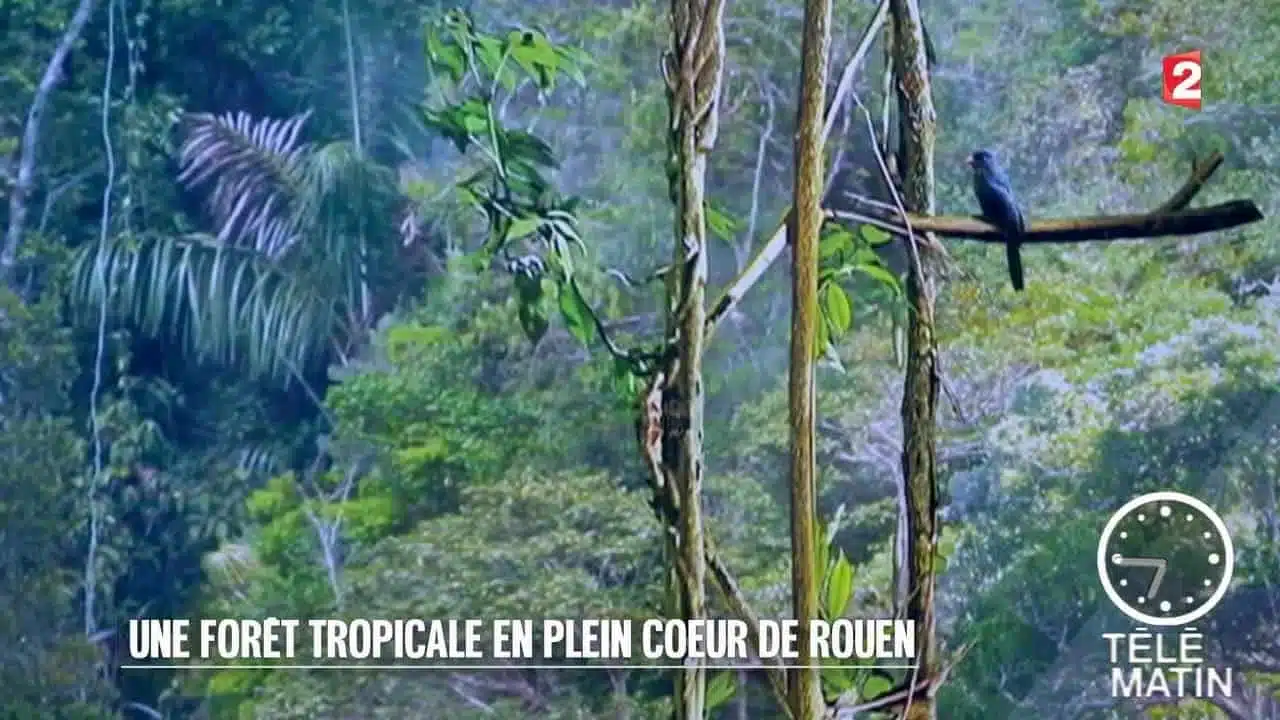 Jardin - Une forêt tropicale en plein cœur de Rouen - 2015/10/07