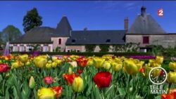 Jardin - Une tulipe pour Moulinsart