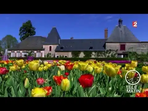 Jardin - Une tulipe pour Moulinsart