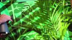 Le palmier : star de votre intérieur !