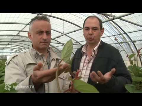 Les plantes grimpantes - Jardiland TV - le grand jardin n°3 - 3