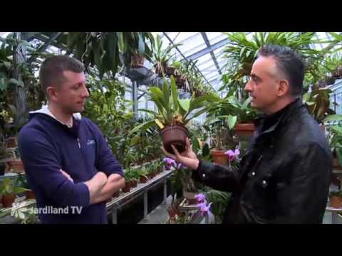 L'orchidée - Jardiland TV - le grand jardin n°1 - 1