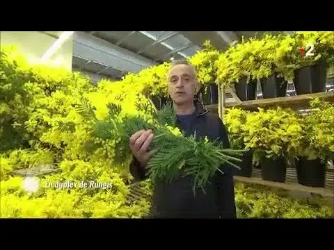 Mimosa : un arbuste plein d’atouts ! (1ère partie)