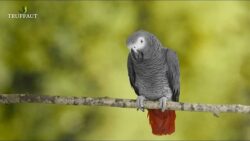 Oiseaux exotiques : le perroquet Gris du Gabon - Jardinerie Truffaut TV