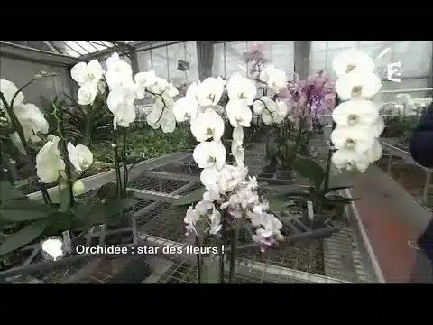Orchidée : la star des fleurs ! (deuxième partie)