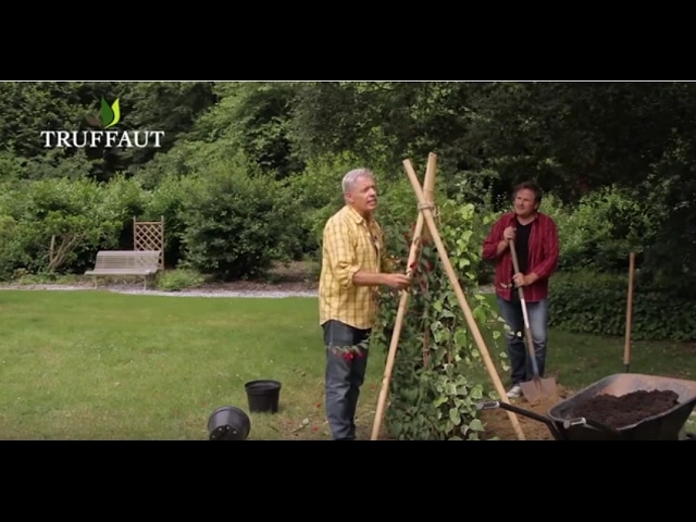 Fabriquer un support pour plantes grimpantes : ombre ou mi-ombre - Jardinerie Truffaut TV