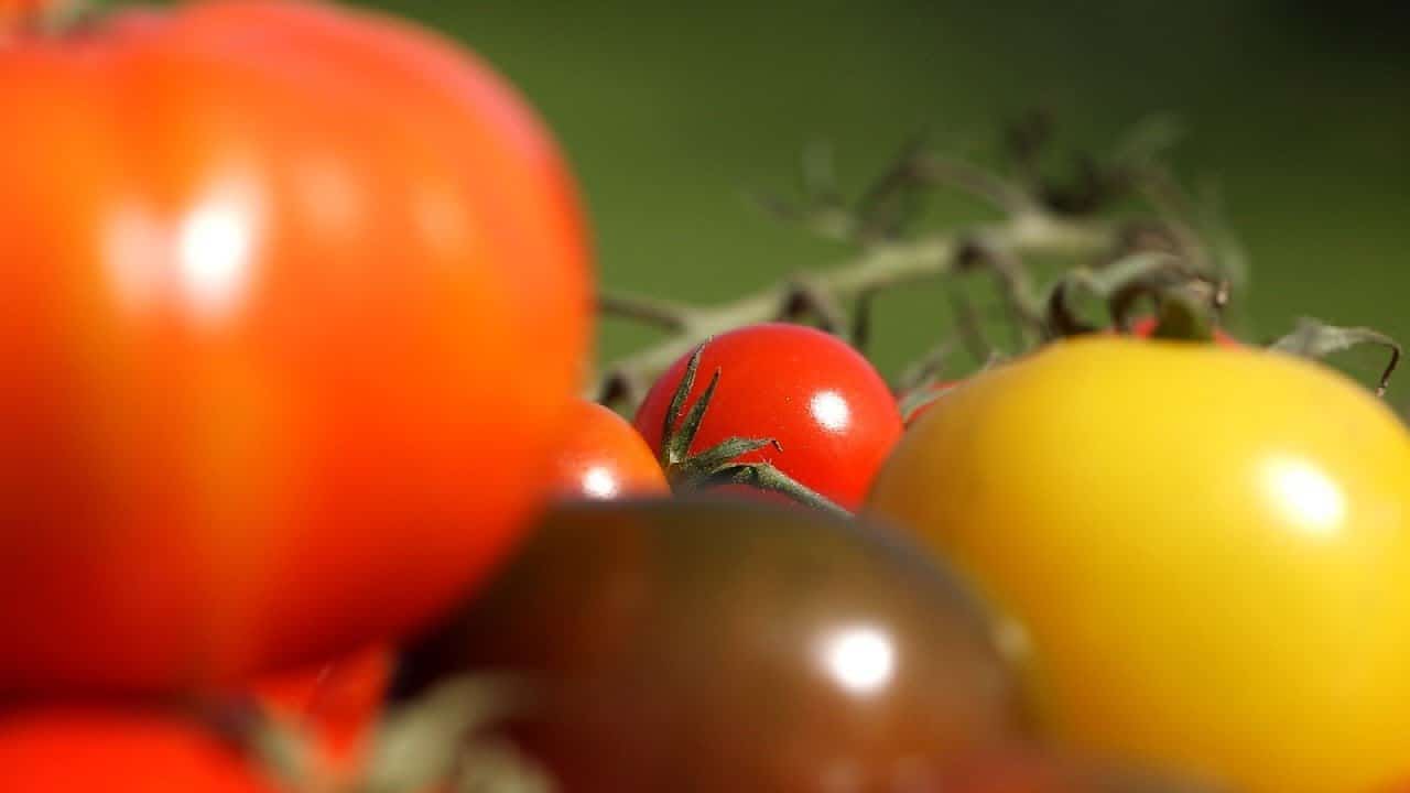 Tomate : la reine du jardin