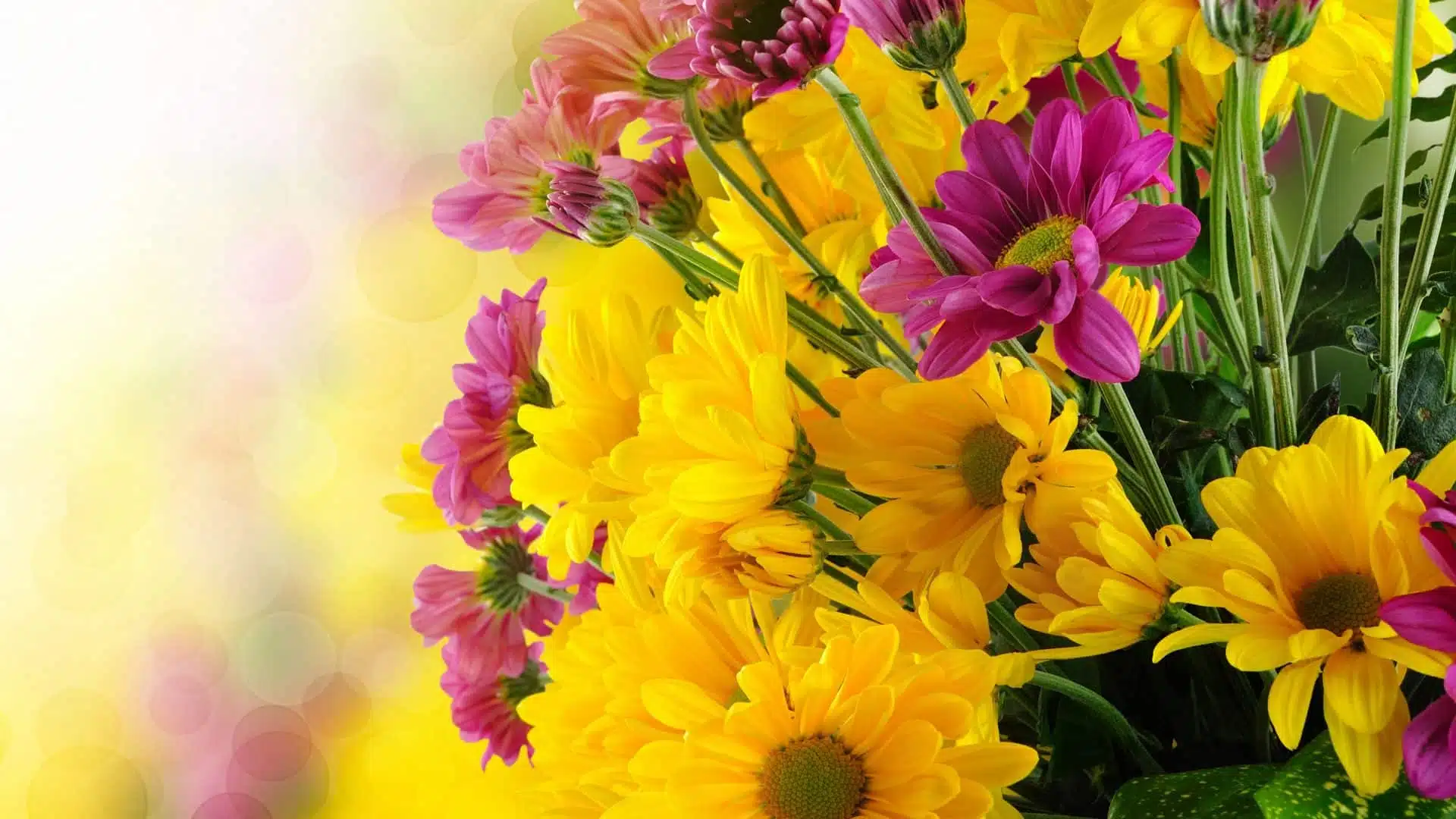 Beautiful-flowers-bouquet-with-yellow-and-purple-green-flower-petals-pictures-HD-Wallpaper-for-your-mobile-phone-tablet-and-laptop-computer-6000x3750-1920x1080