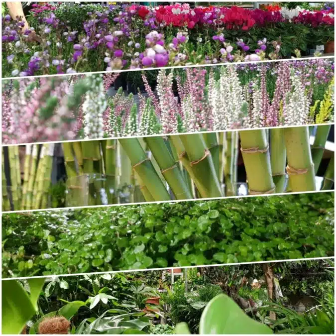 Nouveau Concept Urbain à la jardinerie Truffaut Rive Gauche - Le Royaume des Plantes