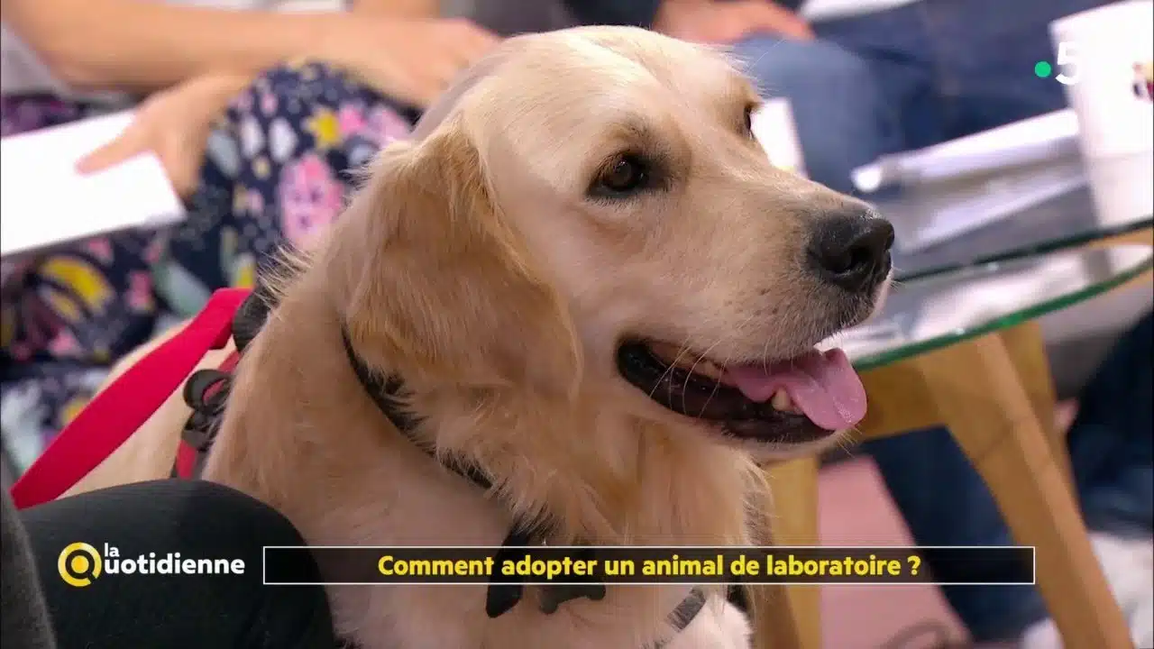 Comment adopter un animal de laboratoire ?