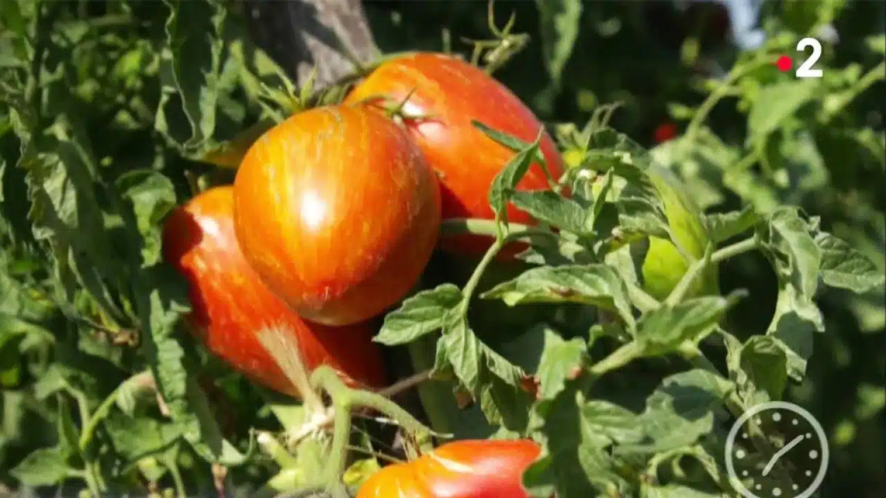 Jardin - Les tomates sont à la fête !