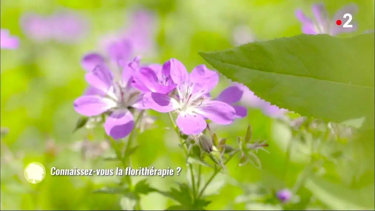 Connaissez-vous la florithérapie ?