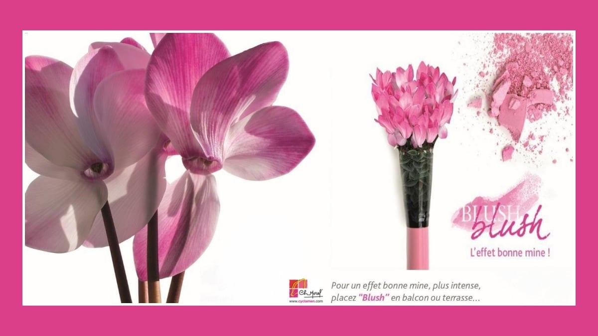 Cyclamen Morel - Blush - JAF-info Jardinerie