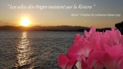 Cyclamen Morel - Fréjus - Les ailes des Anges naissent riviera JAF-info Jardinerie
