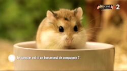 Le hamster est-il un bon animal de compagnie ?