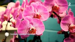 L’orchidée : comment l’entretenir ?