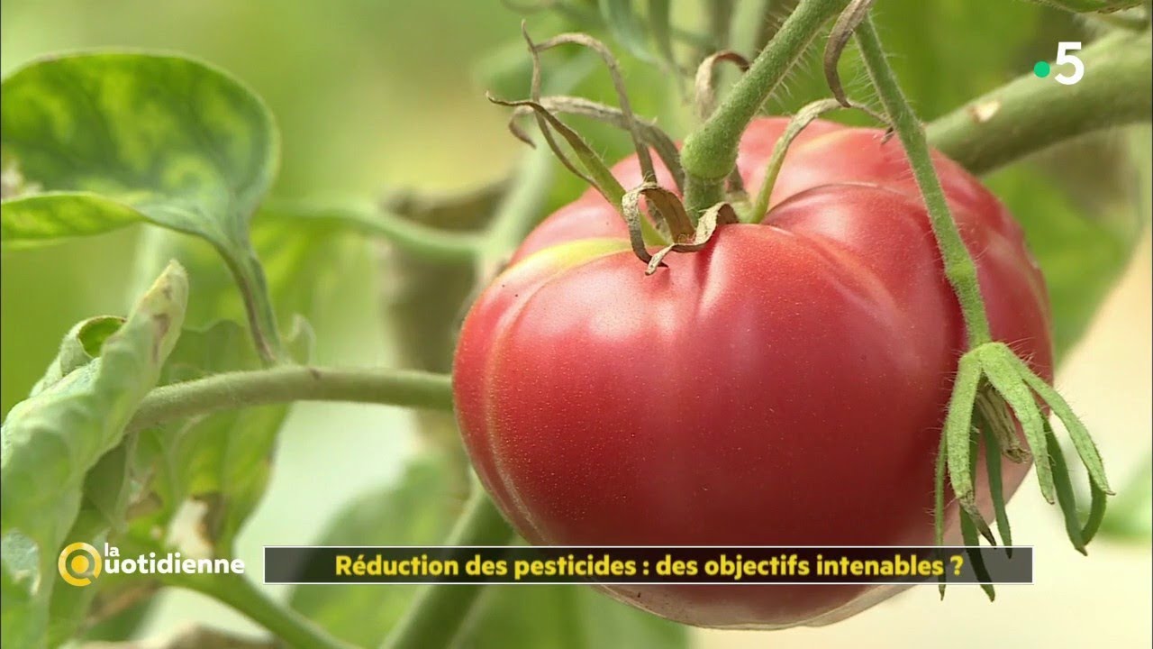 Réduction des pesticides : des objectifs intenables ? - La Quotidienne
