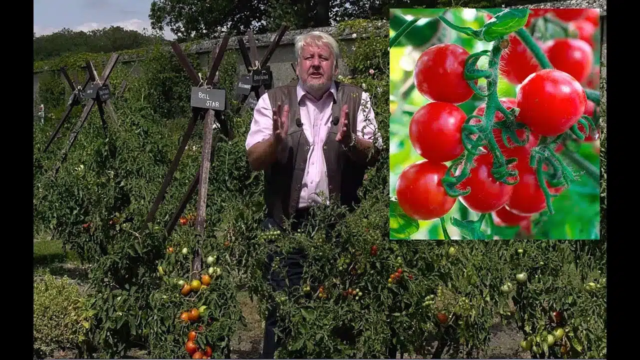 • Plante vedette Tomate V2 OK