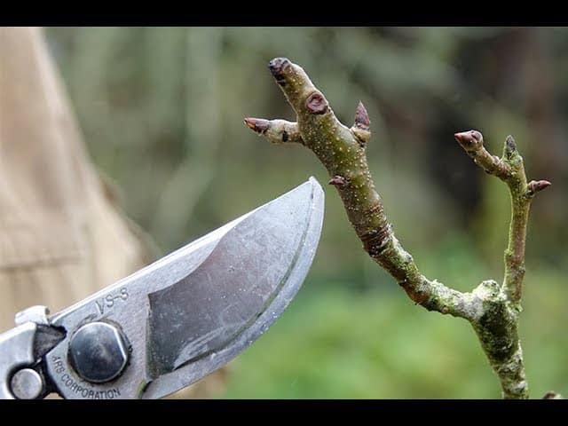 B-A BA DE LA TAILLE DES POMMIERS ET POIRIERS