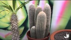 Cactus et plantes succulentes originales - Jardinerie Truffaut TV