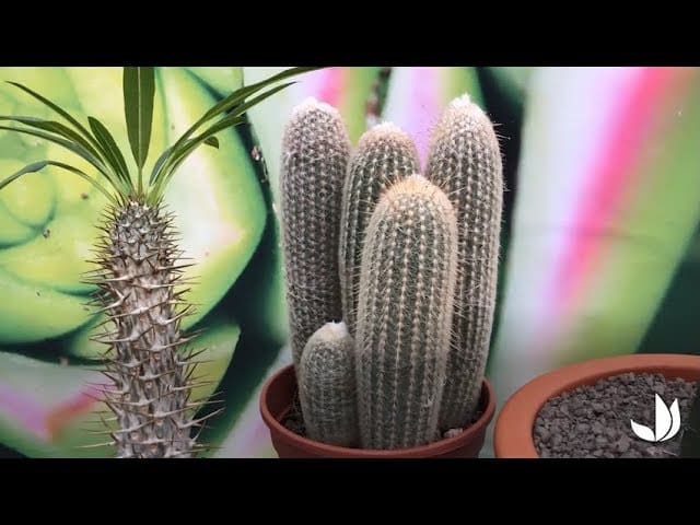 Cactus et plantes succulentes originales - Jardinerie Truffaut TV