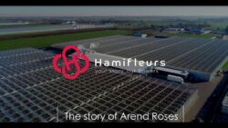 Hamifleurs grower on stage: Arend Roses