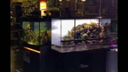 Aquariums Eheim, Tropica et paludarium : C'est le "carré aquascaping" à Truffaut Plaisir