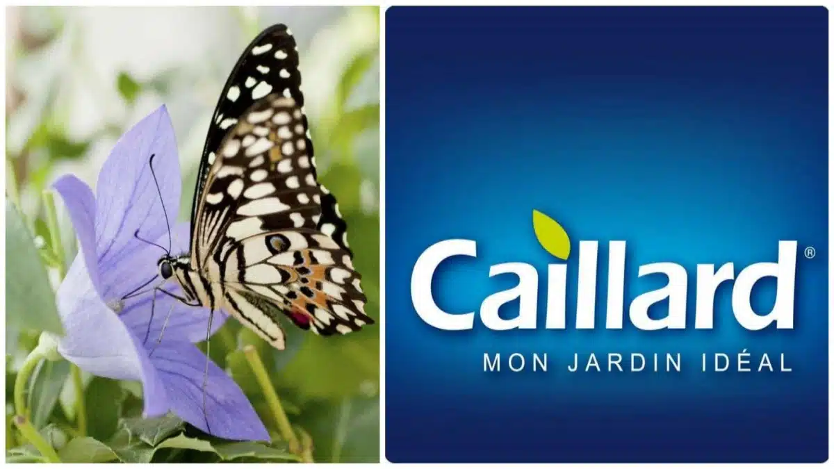Caillard Hotel insecte lutte pesticide JAF-info Jardinerie